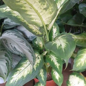 Bieffenbachia
