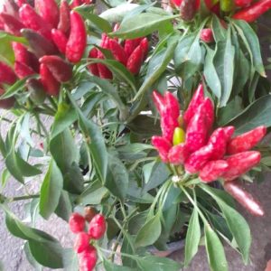 Flower Peperoncino rosso